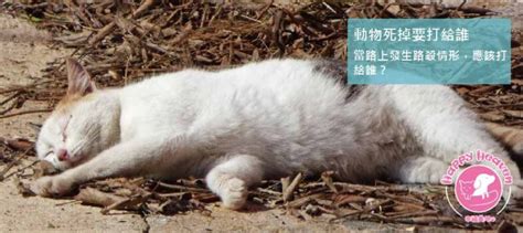 小動物死掉怎麼處理|動物死掉要打給誰？遇到寵物、浪浪屍體，一通電話讓。